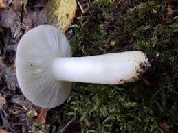 Image result for Russula perlactea