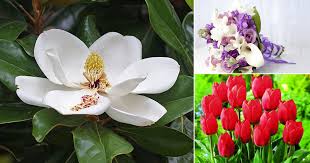 Dive into this list of amazing hindi names for girls ( हिंदी में लड़कियों के नाम) with meanings for your baby angel. Popular Flowers Names In Sanskrit India Gardening