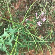 Image result for Cleome monophylla