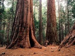 Maybe you would like to learn more about one of these? Camping At Calaveras Big Trees State Park Red Apple Ranch New Homes In Murphys California