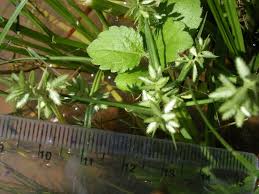 Image result for Pycreus pumilus