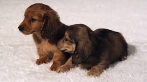 Born on july twenty fifth this year. Two Long Haired Dachshund Puppies Nuzzle Stock Footage Video 100 Royalty Free 26695033 Shutterstock