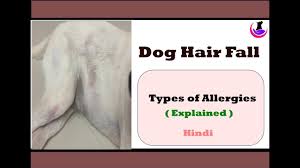 A healthy diet is the first step to reducing any allergies caused to your dog due to food and helps reduce hair shedding. Dog Hair Fall Due To Allergies In Hindi Youtube