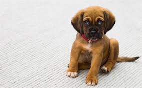 Download Wallpapers English Mastiff 4k Pets Cute Animals Dogs Puppy Mastiff For Desktop Free Pictures For Desktop Free
