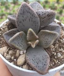 Risolve i gialli di simenon; Lenophyllum Piante Grasse