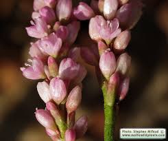 Image result for Persicaria senegalensis