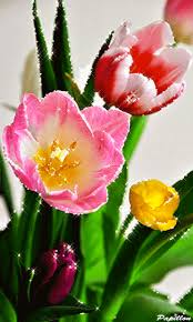 Patricia joann gazette, 89, springfield, mo. Gif Paradise Beautiful Flowers Pictures Beautiful Flowers Wallpapers Flowers Gif