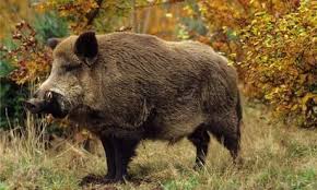 Hundreds Of Wild Boars Face Cull In Forest Of Dean Wild Boar Wild Pig Boar Hunting