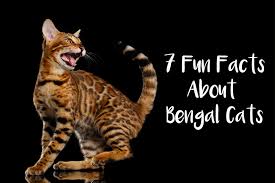 Look at pictures of kittens in dallas who need a home. 7 Fun Facts About Bengal Cats Bengalcats Co