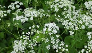 We did not find results for: Snow Tiny White Flowers 5 Petals With Green Leaves Identified 5 Comments Hi Res 720p Hd