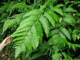 Image result for Cyatheaceae