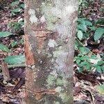 Image result for Corynanthe