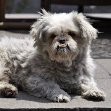 Most likely in germany as the name löwchen means little lion in german. Lowchen Facts Wisdom Panel Dog Breeds