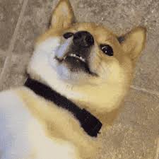 Find quotes and funny pics from the sassiest dog i don't personally know. Doge Gifs Primo Gif Latest Animated Gifs