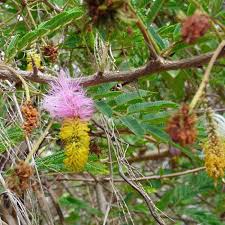 Image result for Dichrostachys