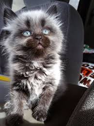 And This Insanely Adorable Little Werewolf Kitten Kitten Pictures Kittens Cutest Beautiful Cats