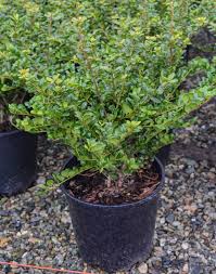 Click here to find out more. Convex Leaf Japanese Holly Plants4home
