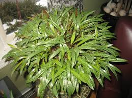 Image result for Drimiopsis maculata