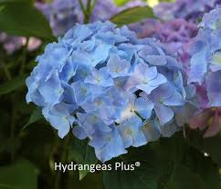 Image result for Hydrangea macrophylla
