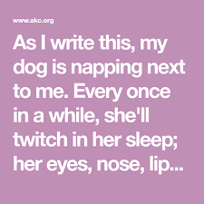 Why Is My Dog Twitching In His Sleep American Kennel Club Twitch Dogs American Kennel Club