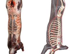 نتیجه جستجوی لغت [butchering] در گوگل