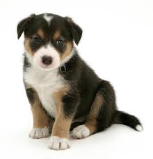 These puppies are rough collie cross puppies. Border Collie Photograph By Jane Burton