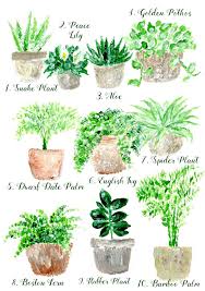 10 Air Purifying Plants For Your Home Indoor Plants Clean Air Plants Plants That Purify The Air Air Cleaning Plants Plants Air Purifying Plants