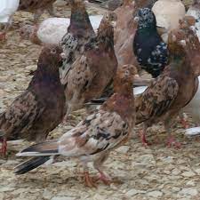Тебризские голуби