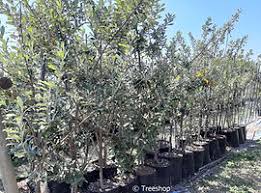 Image result for Brachylaena discolor