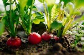 How to Grow Radishes—From Planting to Harvesting