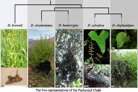 Image result for Dioscorea cotinifolia