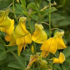Image result for Crotalaria natalitia