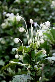 Image result for Clerodendrum incisum