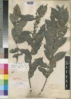 Image result for Cremaspora triflora