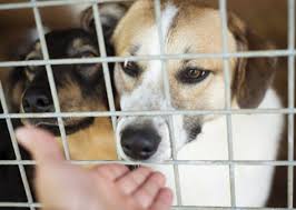 Learn more about montgomery humane society in montgomery, al, and search the available pets they have up for adoption on petfinder. Adopting A Dog 5 Mistakes To Avoid