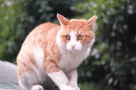 If a stressful event occurs in the litter box itself like loud noises, being attacked by a house mate, or even a line to get into the box may cause cats to begin looking for a new place to go. Why Do Cats Poop When Scared