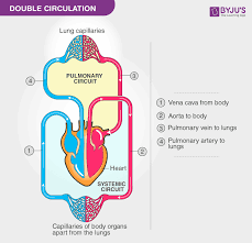 The inner lining is the endothelium and is surrounded by subendothelial connective tissue. Human Circulatory System Organs Diagram And Its Functions