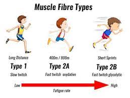 Muscle Fibre Types Muscles Theory Muscles Anatomy Physiology Muscle Function Exercise Physiology Types Of Muscles