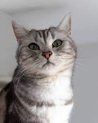 American Shorthair Cat American Shorthair Cat American Shorthair Kitten British Shorthair Cats