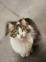 22 Pics Stray Cat Photos Long Hair Cat Stray Cat With Green Eyes Kedi Cats