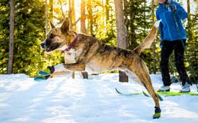 The 14 Best Dog Boots Reviewed In 2019 Dogviously