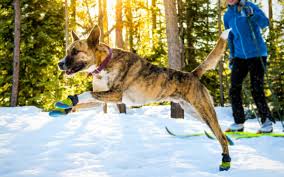 the 14 best dog boots reviewed in 2019 dogviously