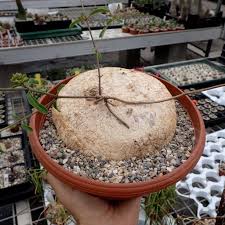 Image result for Raphionacme