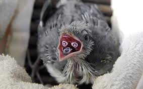 White Bird With Big Mouth Baby Bird Inside Beak Wallpaper Animals Beautiful Weird Birds Animals