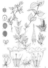 Image result for Mostuea