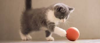 Yavru Kedim Ne Zaman Yetiskin Bir Kedi Haline Gelir