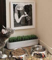 Cat Private Dining Area Love This Cat Food Station Cat Food Bowl Cat Food