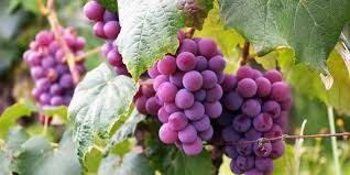 Can Chickens Eat Grapes Nutrition Treat Recipe Farmhouse Guide