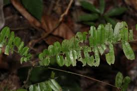 Image result for Rourea