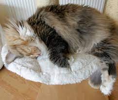 Why Doesn T My Cat Sleep In Bed With Me